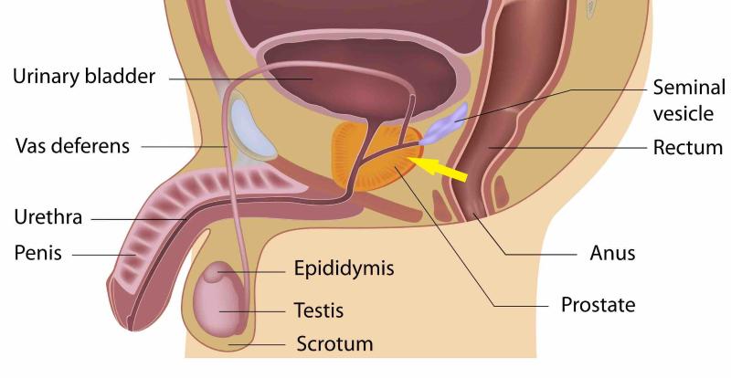 anatomy drawing to find the prostate, prostate play